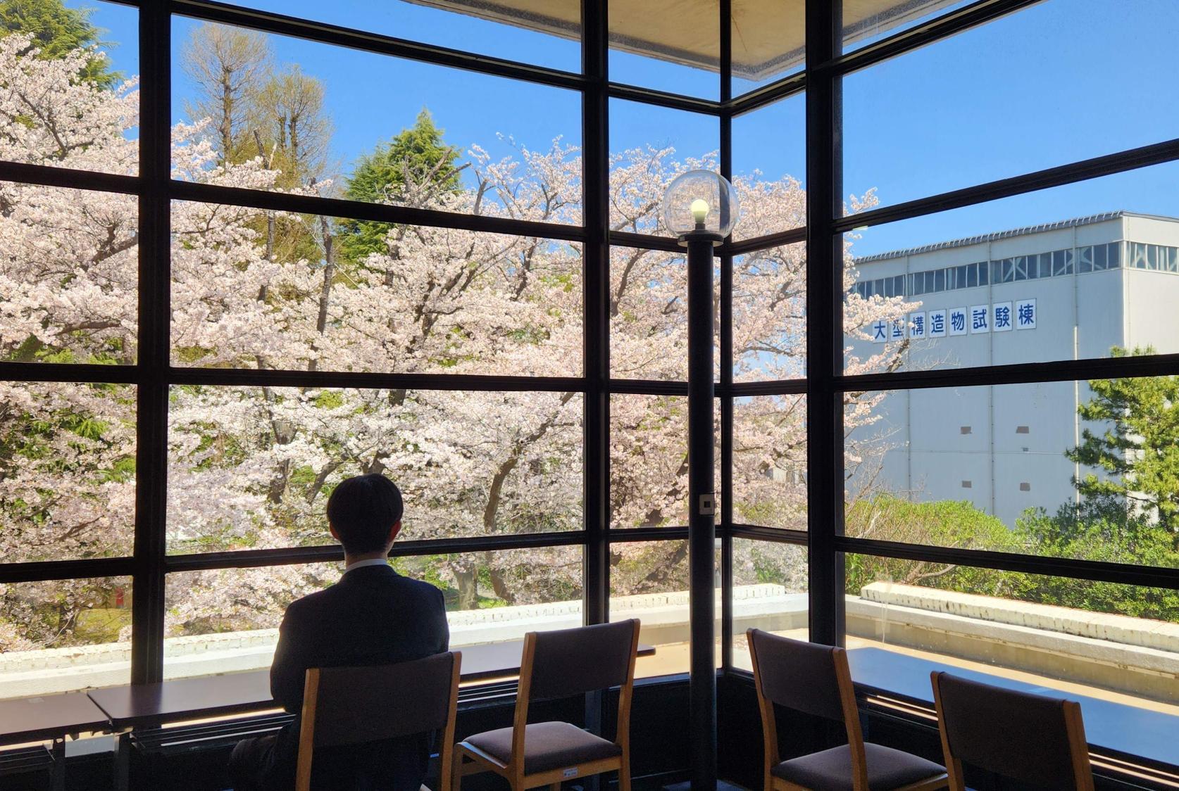 船橋キャンパスの桜が満開です。