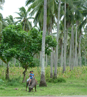 フィリピンのココナツ農園