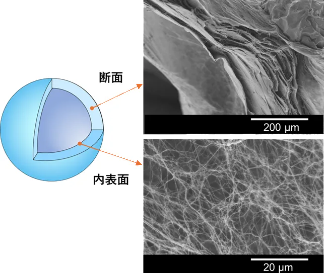 図１ 中空球状ＢＣゲルの断面と内表面の走査電子顕微鏡写真