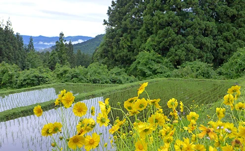 八海山セミナーハウス周辺の棚田
