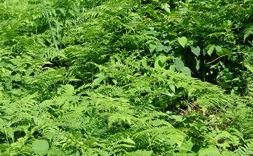 八海山セミナーハウス周辺の自然