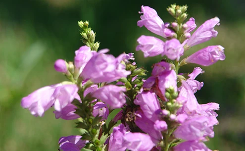 八海山セミナーハウス周辺で咲くハナトラノオの花