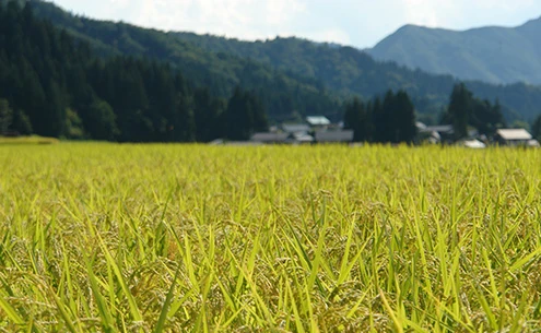 南魚沼産コシヒカリの田園風景