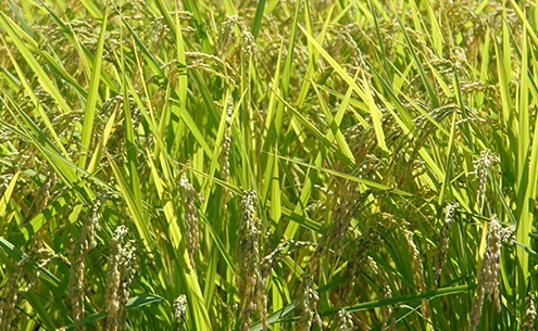 収穫直前のコシヒカリが黄金色に輝く様