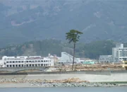 陸前高田市内及び 高田松原公園（津波でなぎ倒され、唯一残った松）