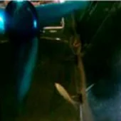 構造物周辺の魚類