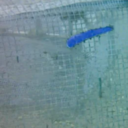 画像処理されたナマコ