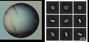 図１　タンパク質の結晶（左）と電子顕微鏡によるタンパク質の画像（右）