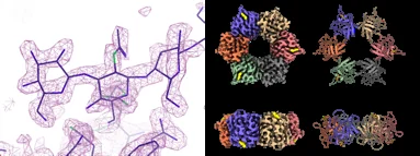 図２　結晶や電子顕微鏡のデータを解析してタンパク質のモデルを構築する