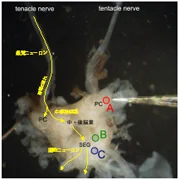 ナメクジの脳中枢神経系